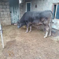 گوساله|حیوانات مزرعه|طرهان, |دیوار