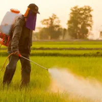 سمپاشی چمن زنی ،محوطه سازی،باغبانی هرس درختان و..