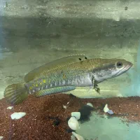 فروش یا معاوضه چند ماهی خاص|ماهی|تهران, افسریه شمالی|دیوار