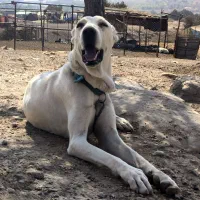 ماده سگ خراسانی ۲۰ماهه|سگ|نورآباد ممسنی, |دیوار