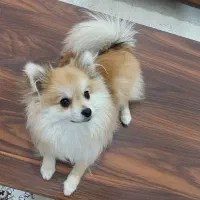 سگ پامرین خوشتیپ .