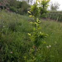 زمین باغچه ای در طالقان معاوضه با خودرو هم دارم|فروش زمین و ملک کلنگی|طالقان, |دیوار