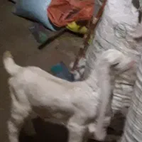 بز گلابی اصل با دوتا بزغاله نروماده و نر بز گلابی|حیوانات مزرعه|کرمانشاه, |دیوار