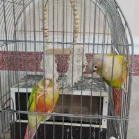 یک جفت طوطی گریچنگ|پرنده|پاکدشت, پاکدشت (مامازند)|دیوار