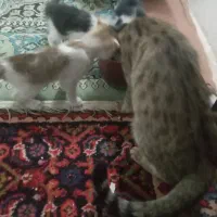 واگذاری گربه خانگی با ۴ عدد توله