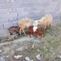 دورس میش بره دار