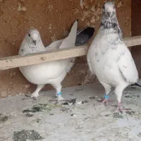 کفترکله دم سبز|پرنده|تهران, امیریه|دیوار