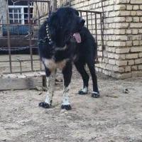 واگذاری سگ|سگ|بروجن, |دیوار