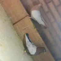 با سلام ‌دو‌عدد‌سینه‌ای