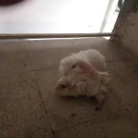 خرگوش وخوکچه