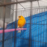 قناری مست معاوضه با قناری تک رنگ