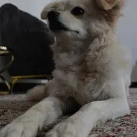 سگ پامر ( روباهی)