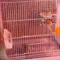 سهره نرو ماده