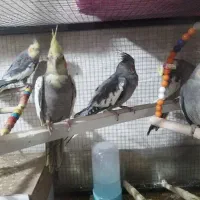 عروس وکوتوله