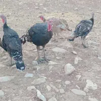 فروش ۷عددبوقلمون|حیوانات مزرعه|کوهدشت, |دیوار