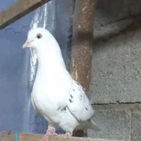 کبوتر گرفته شده|حیوانات|رشت, لاکان|دیوار