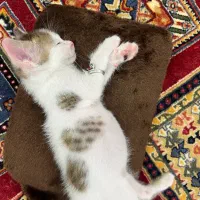 واگذاری گربه|گربه|بندر گناوه, |دیوار