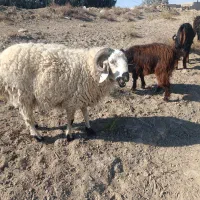 بره و بزغاله