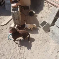 پاکوتا سرابی