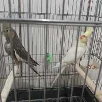 عروس هلندی|پرنده|داراب, |دیوار