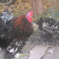 تخم نطفه دار..|حیوانات مزرعه|سبزوار, ایزی شهر|دیوار