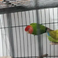 طوطی کوتوله|پرنده|میناب, |دیوار