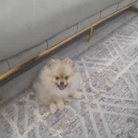 پامرانین خرسی