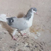 کفتر موقلف بدرنگ نر مست|پرنده|الوند, |دیوار