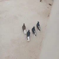 دوجفت دمسفید سر دم دار