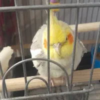 عروس هلندی نر