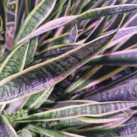 سانسوریا ابلق|گل و گیاه طبیعی|اصفهان, قهجاورستان|دیوار