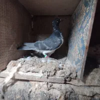 کبوتر تهرانی و نامور