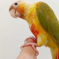 گرینچیک آناناسی اکستریم رد ، رد فکتور با تست جنسیت