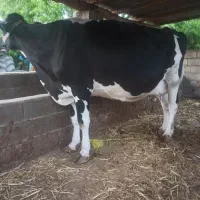 گاو قربانی جوان وچاق