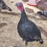 بوقلمون نر جوان