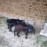 نر بز