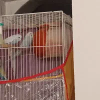 مرغ عشق رینبو