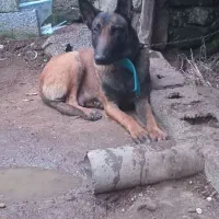 سگ مالینویز ماده