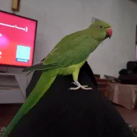 طوطی ملنگو سخنگو|پرنده|طبقده, |دیوار