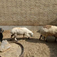 گوسفند دورگ ترکی افشاری