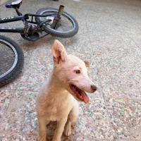 واگذاری رایگان