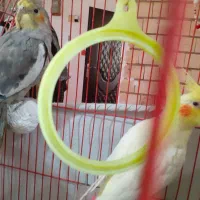 یه جفت عروس هلندی نر و ماده|پرنده|رشت, ولکس|دیوار