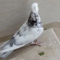 کبوتر پرشی هر قیمتی که مشتری بگه در خدمتم|پرنده|بوکان, |دیوار