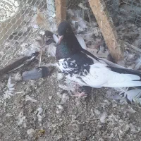 کفتر کله جفتگاه
