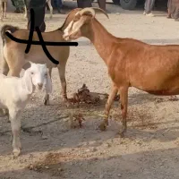 فروش بز  با کهره ماده علف خوار