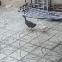 دوعدد اوردک نر ماده