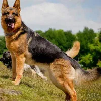 سگ های ژرمن  قبول میکنم