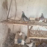 کبوتر سرور
