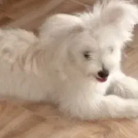 پاپی پوماپوو نر