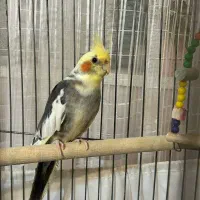 واگذاری عروس هلندی|پرنده|ساری, |دیوار